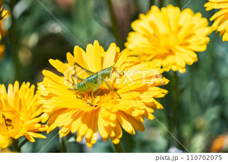 黄色い花とバッタの幼虫 110702075