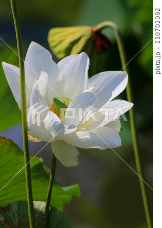 白い蓮の花 110702092