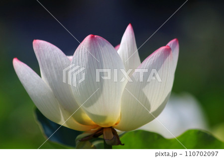 白い蓮の花 110702097