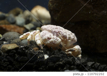 オウギガニ　ウモレオウギガニ　カニ　甲殻類　毒ガニ　岩の下に隠れるカニ 110702202