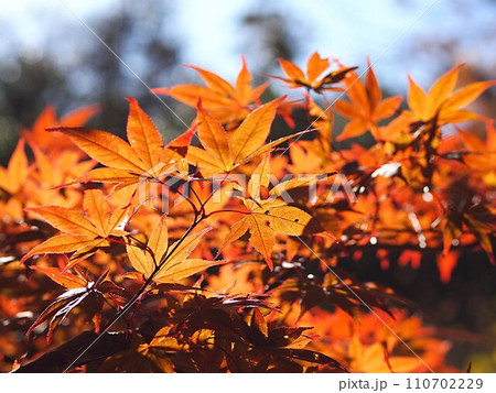 モミジの紅葉のイメージ 110702229
