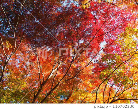 モミジの紅葉のイメージ 110702230