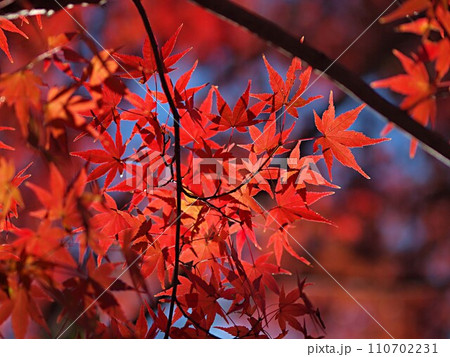 モミジの紅葉のイメージ 110702231