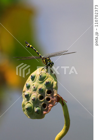 蓮の実に留まるトンボ 110702373