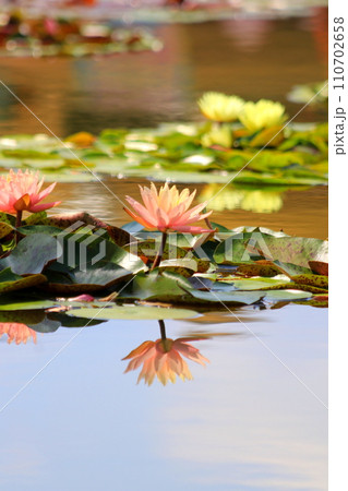 水面に浮かぶ睡蓮の花 110702658