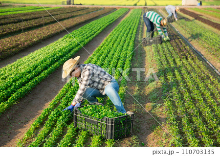 Woman cuts fresh green canonigos and puts in a crate Woman cuts fresh green canonigos and puts in a crate 110703135
