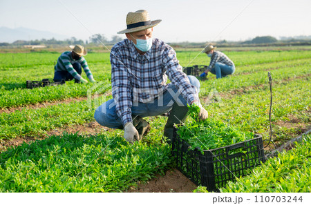 Man in medical mask harvesting arugula on farm field Man in medical mask harvesting arugula on farm field 110703244