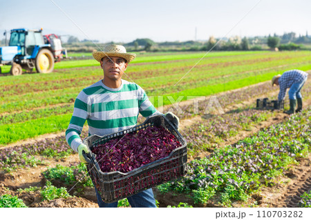 Latino farmer stocking boxes with red canonigos on field Latino farmer stocking boxes with red canonigos on field 110703282