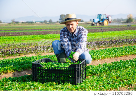 Portrait of man gardener picking harvest of canonigos leaf to crate and using knife Portrait of man gardener picking harvest of canonigos leaf to crate and using knife 110703286