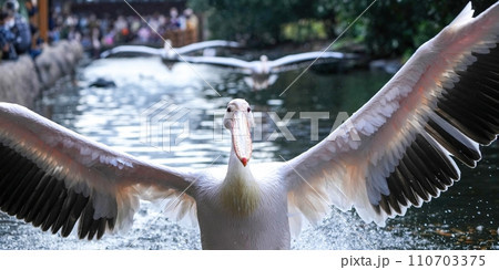 モモイロペリカンの豪快な着水シーン モモイロペリカンの豪快な着水シーン 110703375