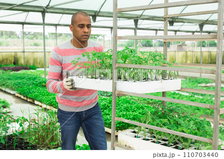 Latina man stacking crates with seedlings in greenhouse 110703440