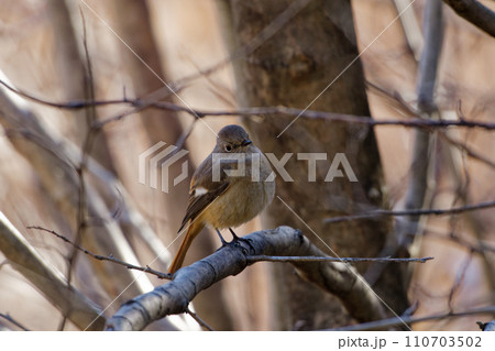 冬鳥 枝に止まるヒタキ科ジョウビタキ♀ 冬鳥 枝に止まるヒタキ科ジョウビタキ♀ 110703502
