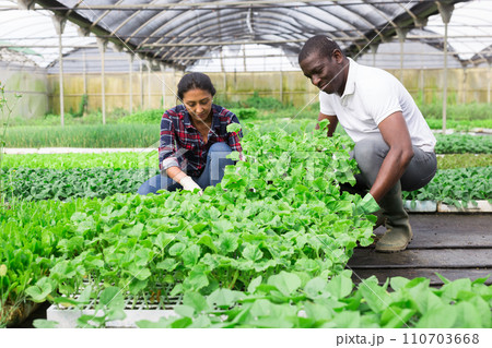 Woman helps male gardener take care of cucumber sprouts 110703668