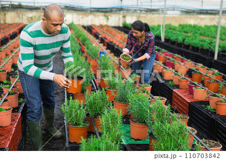Latin American farmers in the greenhouse are engaged in the cultivation of rosemary. 110703842