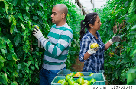 Couple of gardeners harvesting tomatoes in family greenhouse 110703944
