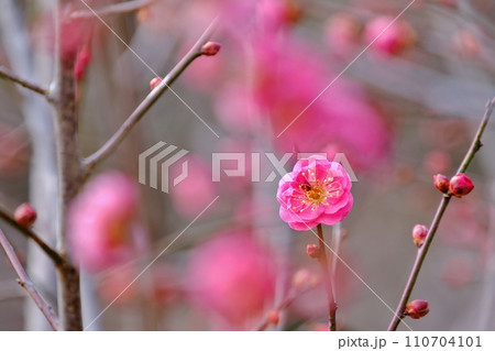早春を彩る紅梅の花 早春を彩る紅梅の花 110704101