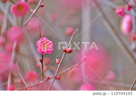 早春を彩る紅梅の花 110704105