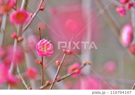 早春を彩る紅梅の花 110704107