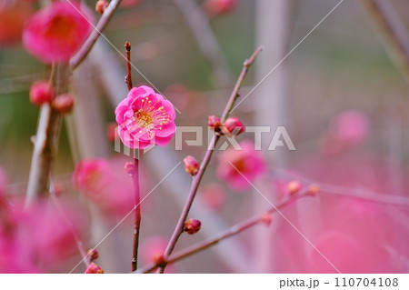 早春を彩る紅梅の花 110704108