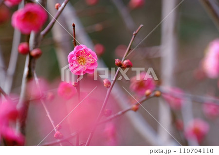 早春を彩る紅梅の花 早春を彩る紅梅の花 110704110