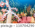 海の中のお花畑 110704290