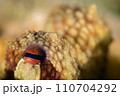 タコの目を近くて見ると 110704292