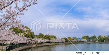 桜並木のパノラマ 桜並木のパノラマ 110704352