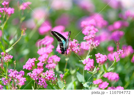 アオスジアゲハとピンクの花 110704772