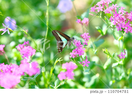 アオスジアゲハとピンクの花 110704781