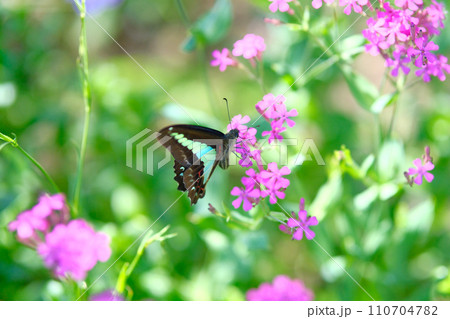 アオスジアゲハとピンクの花 110704782