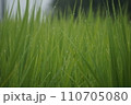 雨に濡れた稲穂 110705080