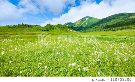夏の火打山登山(天狗の庭:火打山とワタスゲの群落) 夏の火打山登山(天狗の庭:火打山とワタスゲの群落) 110705206