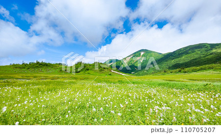 夏の火打山登山（天狗の庭：火打山とワタスゲの群落） 110705207