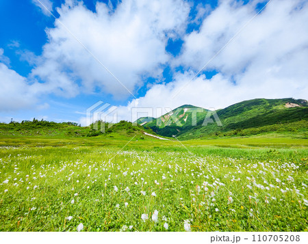 夏の火打山登山（天狗の庭：火打山とワタスゲの群落） 110705208