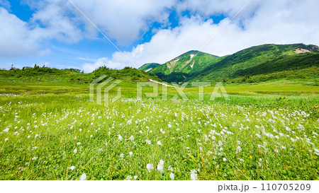 夏の火打山登山(天狗の庭:火打山とワタスゲの群落) 夏の火打山登山(天狗の庭:火打山とワタスゲの群落) 110705209