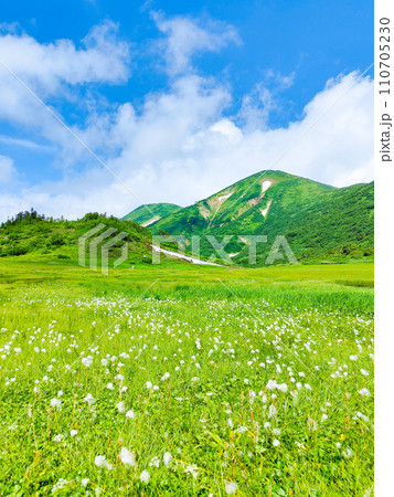 夏の火打山登山(天狗の庭:火打山とワタスゲの群落) 夏の火打山登山(天狗の庭:火打山とワタスゲの群落) 110705230