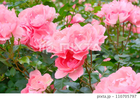 バラ園の美しい薔薇 110705797