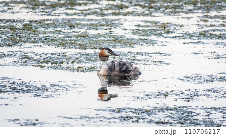 The water bird Great crested Grebe, Podiceps cristatus, swimming in the lake, and its cute babies riding on its back 110706217