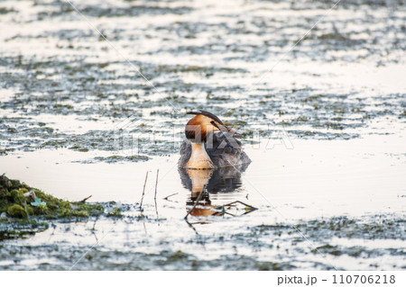 The waterfowl bird Great Crested Grebe swimming in the calm lake The waterfowl bird Great Crested Grebe swimming in the calm lake 110706218