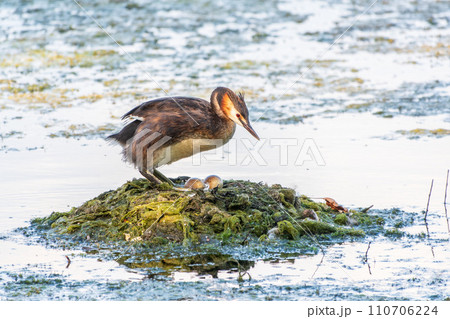 Great Crested Grebe, Podiceps cristatus, water bird sitting on the nest, nesting time on the green lake 110706224