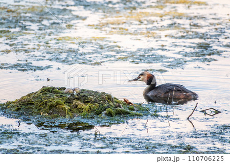 The waterfowl bird Great Crested Grebe swimming in the lake near its nest with eggs 110706225