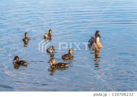 A family of ducks, a duck and its little ducklings are swimming in the water. The duck takes care of its newborn ducklings. Mallard, lat. Anas platyrhynchos 110706232