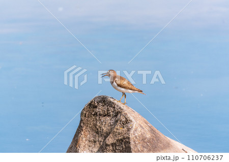 Common sandpiper, Actitis hypoleucos, resting lake shore under raindrops. 110706237