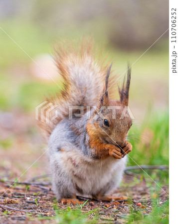 Squirrel eats a nut while sitting in green grass. Eurasian red squirrel, Sciurus vulgaris 110706252