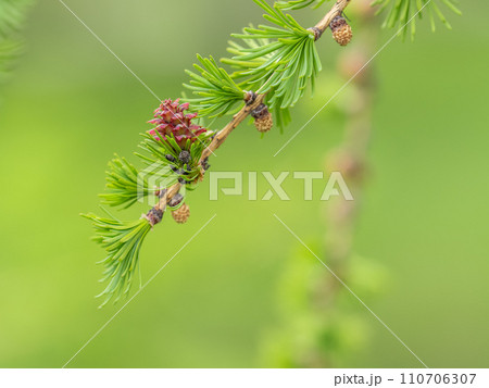 Larch tree fresh pink cones blossom at spring on nature background 110706307