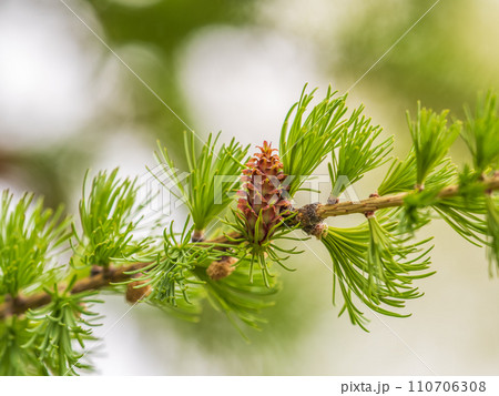 Larch tree fresh pink cones blossom at spring on nature background Larch tree fresh pink cones blossom at spring on nature background 110706308