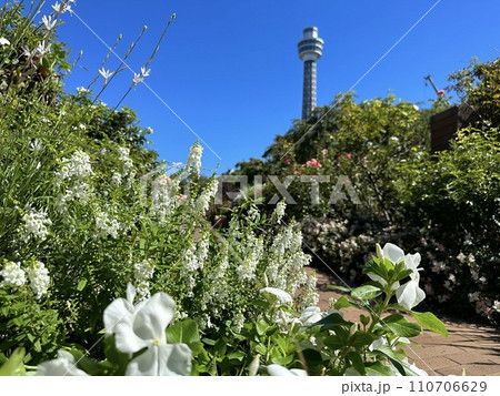 山下公園から見るマリンタワー 山下公園から見るマリンタワー 110706629