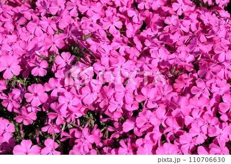 芝桜　1 110706630