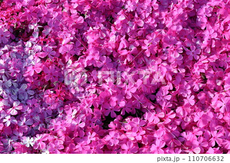 芝桜　3 110706632