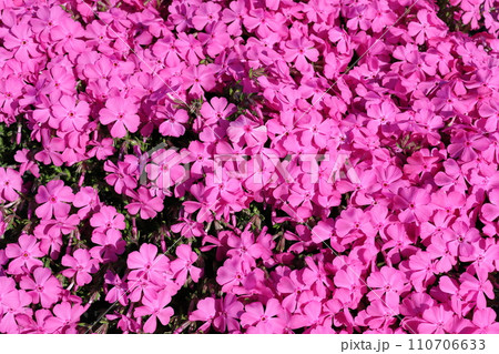 芝桜　2 110706633